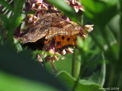 Polygone virgule -#4421 - Eastern Comma - Polygonia comma