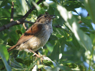 Bruant des marais - Swamp Sparrow