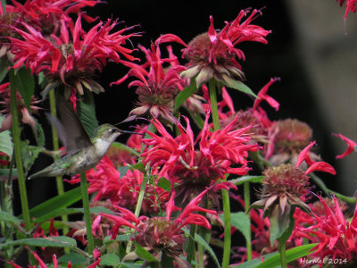 Colibri à gorge rubis - Ruby-throated Hummingbird