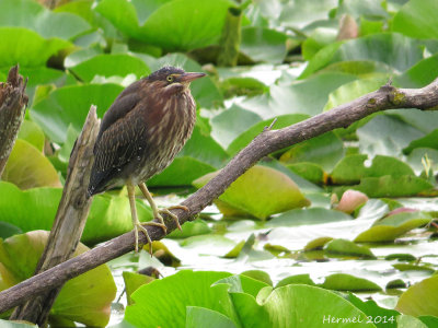 Héron vert - (juv) - Green Heron