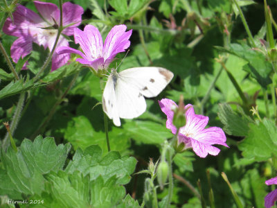 Piride du chou - Cabbage White