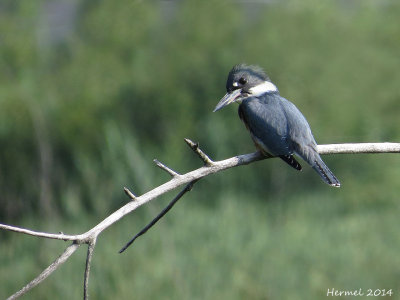 Martin-pêcheur - Belted Kingfisher