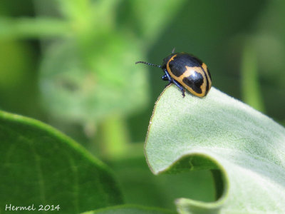 Chrysomèle de l'asclépidade - milkweed labidomera