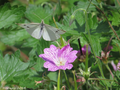 Piride du chou - Cabbage White