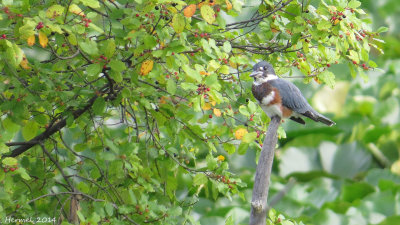 Martin-pêcheur -juv- Belted Kingfisher