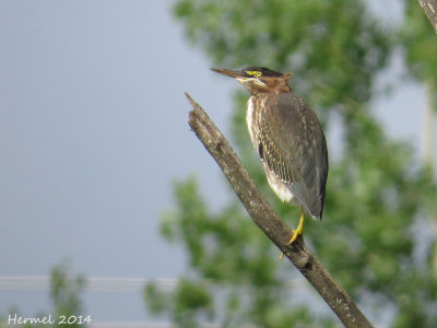 Héron vert - Green Heron