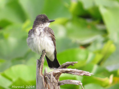 Tyran tritri - Eastern Kingbird