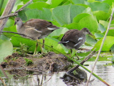 Gallinule - (juv) - Common Moorhen