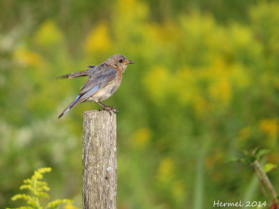 Merlebleu de l'est - Eastern Bluebird