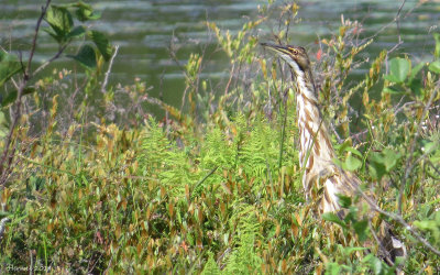 Butor d'Amérique - American Bittern