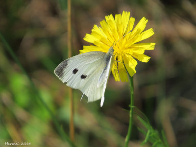 Piride du chou - Cabbage White