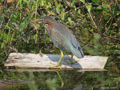 Héron vert - Green Heron