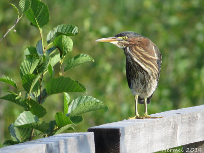 Héron vert - Green Heron