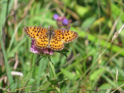 Boloria à taches argentées - #4464 - Silver-bordered fritillary - boloria selene