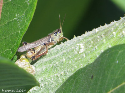 Criquet - Locust