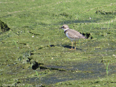 Pluvier semipalmé - semipalmated Plover