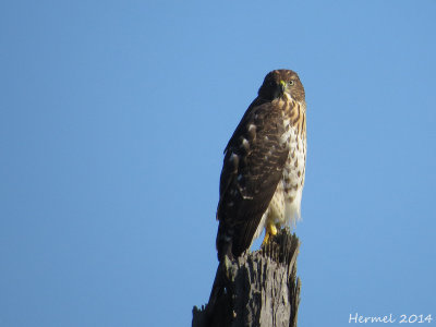 Epervier de Cooper (juv) Cooper's Hawk