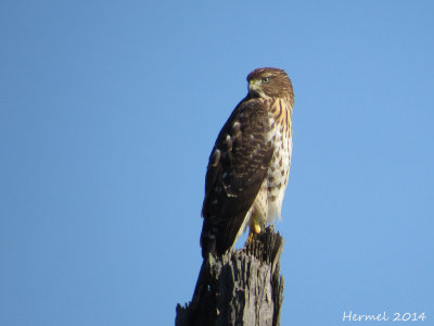 Epervier de Cooper (juv) Cooper's Hawk