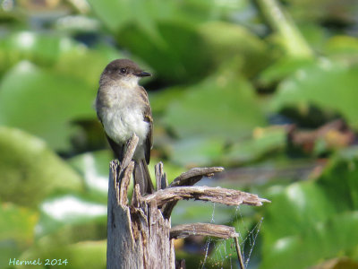 Moucherolle phébi - Eastern Phoebe