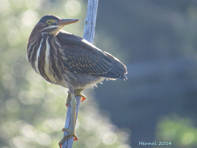 Héron vert - Green Heron