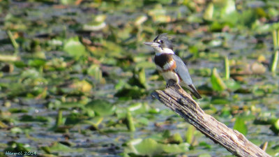 Martin pêcheur -(juv)- Belted Kingfisher