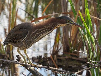 Héron vert - Green Heron