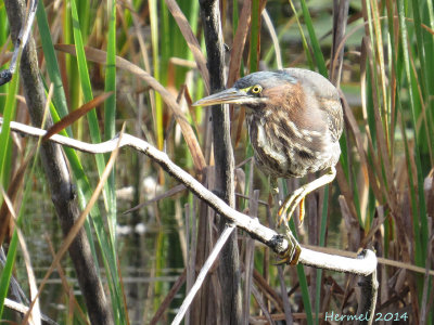 Héron vert - Green Heron