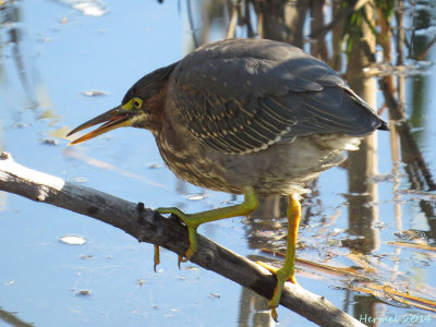 Héron vert - Green Heron