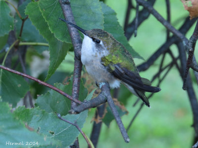 Colibri à gorge rubis - Ruby-throated Hummingbird