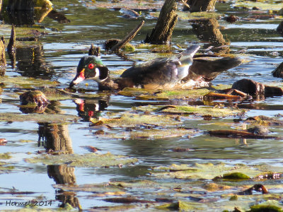 Canard branchu - Wood Duck