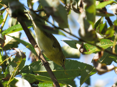Paruline obscure - Tennessee Warbler
