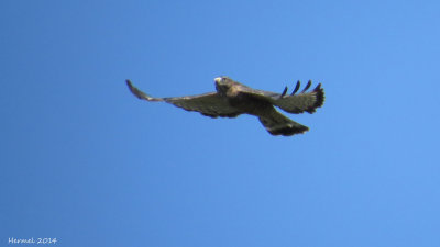 Petite Buse - Broad-winged Hawk