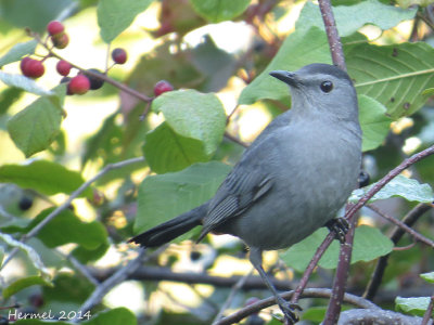 Moqueur-chat - Gray Catbird