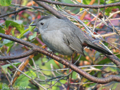Moqueur-chat - Gray Catbird