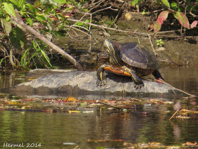 Tortue peinte - Painted turtle