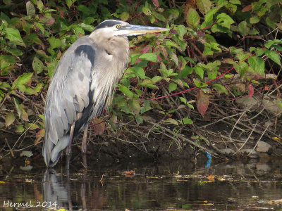 Grand Héron - Great Blue Heron
