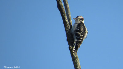 Pic mineur - Downy Woodpecker
