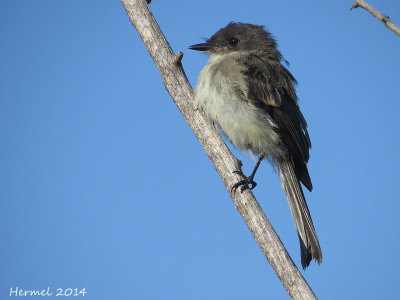 Moucherolle phébi - Eastern Phoebe