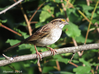 Bruant à gorge blanche - White-throated Sparrow