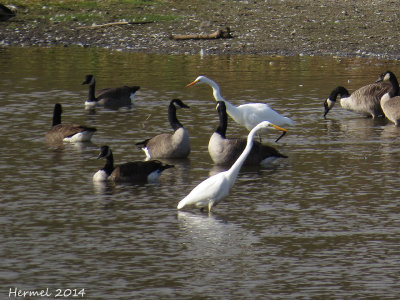 Grande Aigrette /Bernache du Canada - Great Egret/Cnada Goose