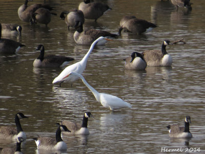 Grande Aigrette /Bernache du Canada - Great Egret/Cnada Goose