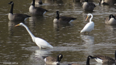 Grande Aigrette /Bernache du Canada - Great Egret/Cnada Goose