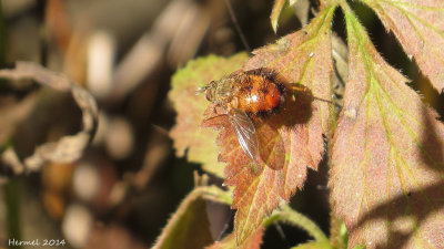 Mouche Tachinaire - Tachinidae fly