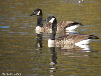 Bernache du Canada - Canada Goose