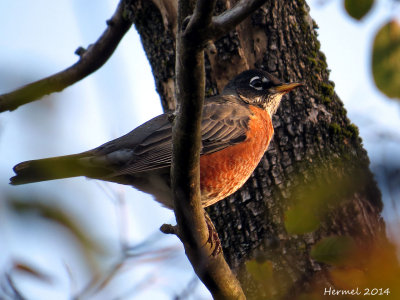 Merle d'Amérique - American Robin