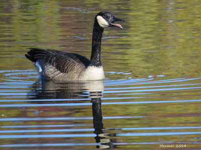 Bernache du Canada - Canada Goose