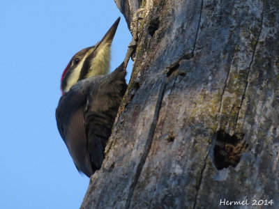 Grand Pic - Pileated Woodpecker