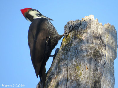 Grand Pic - Pileated Woodpecker