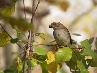 Bruant à gorge blanche - White-throated Sparrow