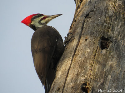 Grand Pic - Pileated Woodpecker